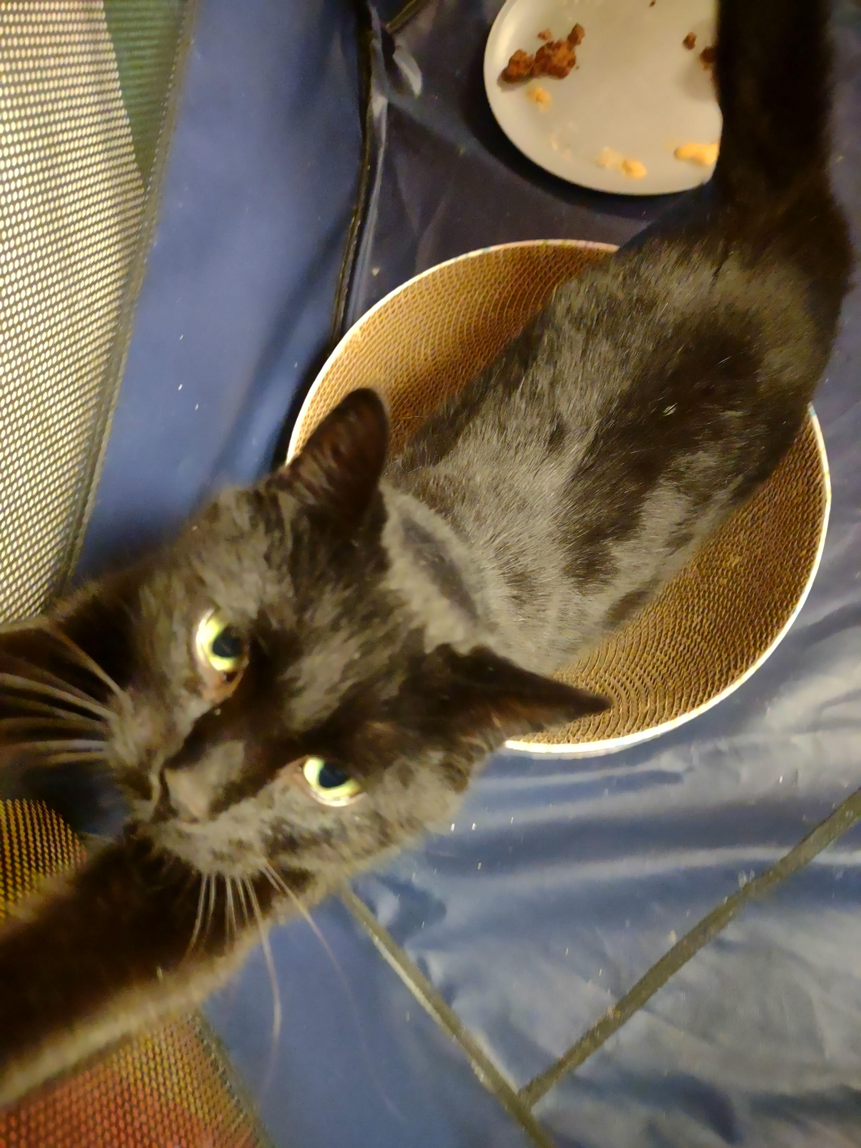 Enlarge Jada, a ADOPTABLE mixed breed in Montour Falls, NY image 3/4