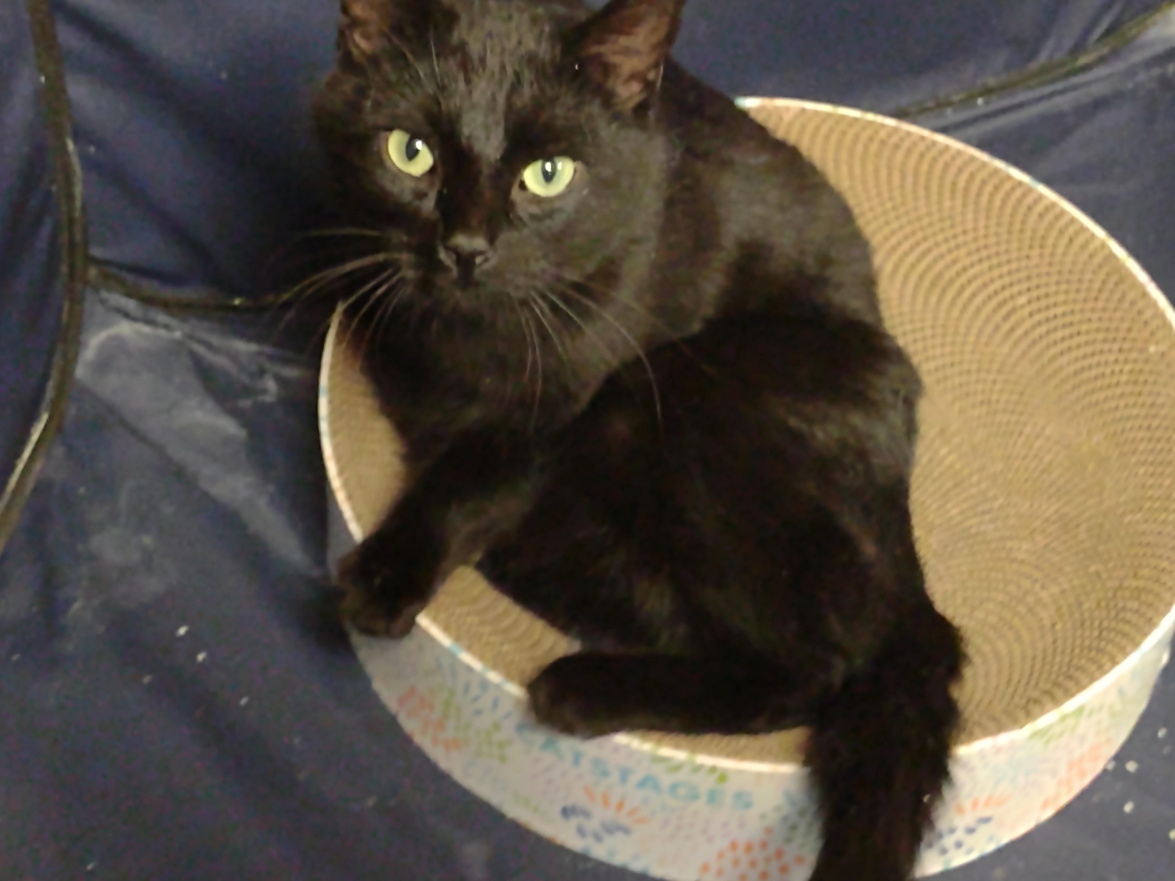 Enlarge Jada, a ADOPTABLE mixed breed in Montour Falls, NY image 2/4