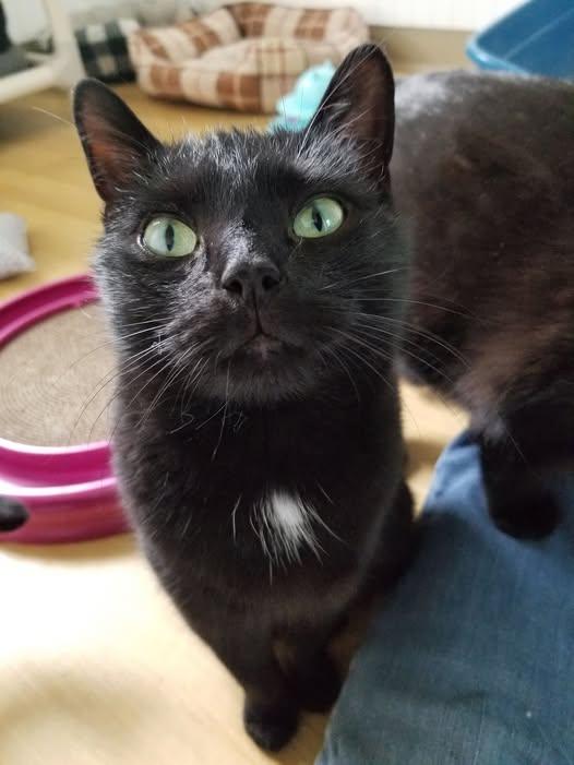 Jada, ADOPTABLE, Young Female Bombay & Domestic Short Hair.