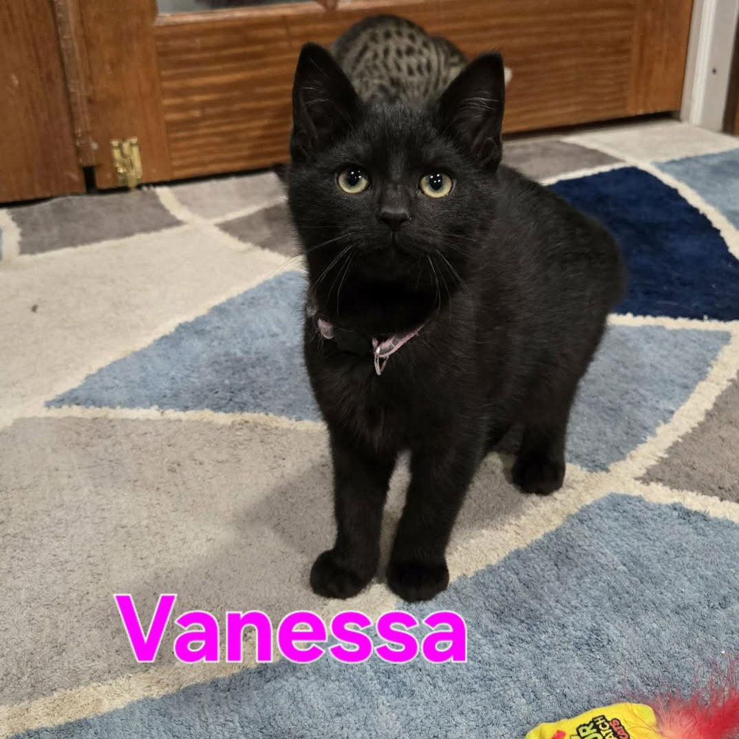 Enlarge Cosby Kittens - VANESSA, a Adoptable Domestic Short Hair in Akron, OH image 1/3