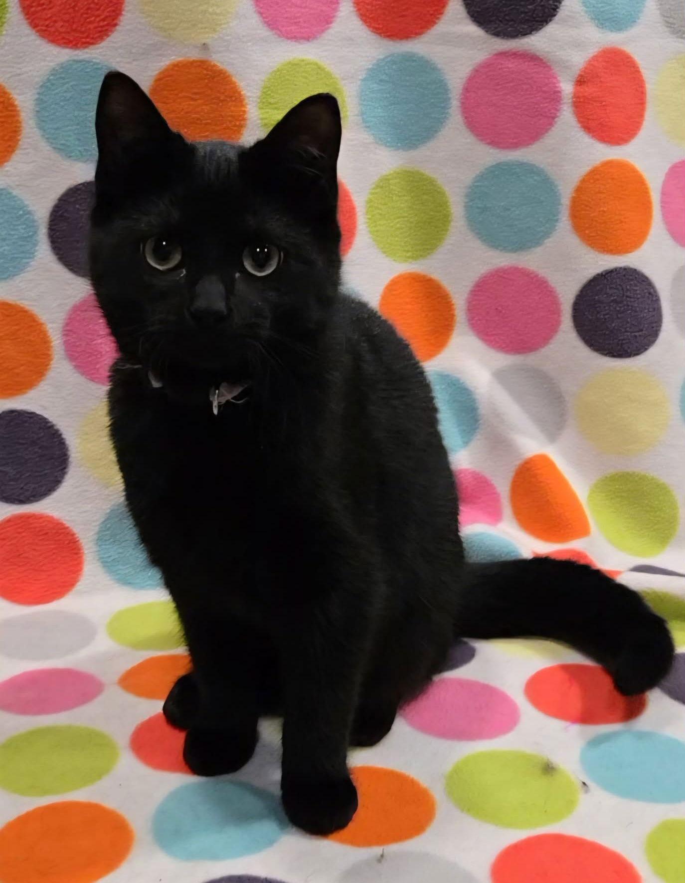 Enlarge Cosby Kittens - VANESSA, a Adoptable Domestic Short Hair in Akron, OH image 2/3