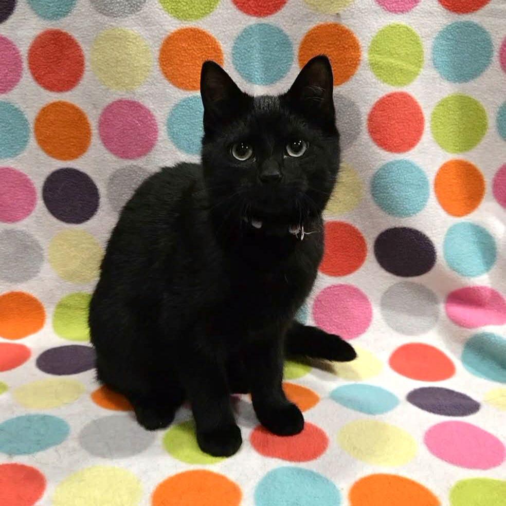 Enlarge Cosby Kittens - VANESSA, a Adoptable Domestic Short Hair in Akron, OH image 3/3