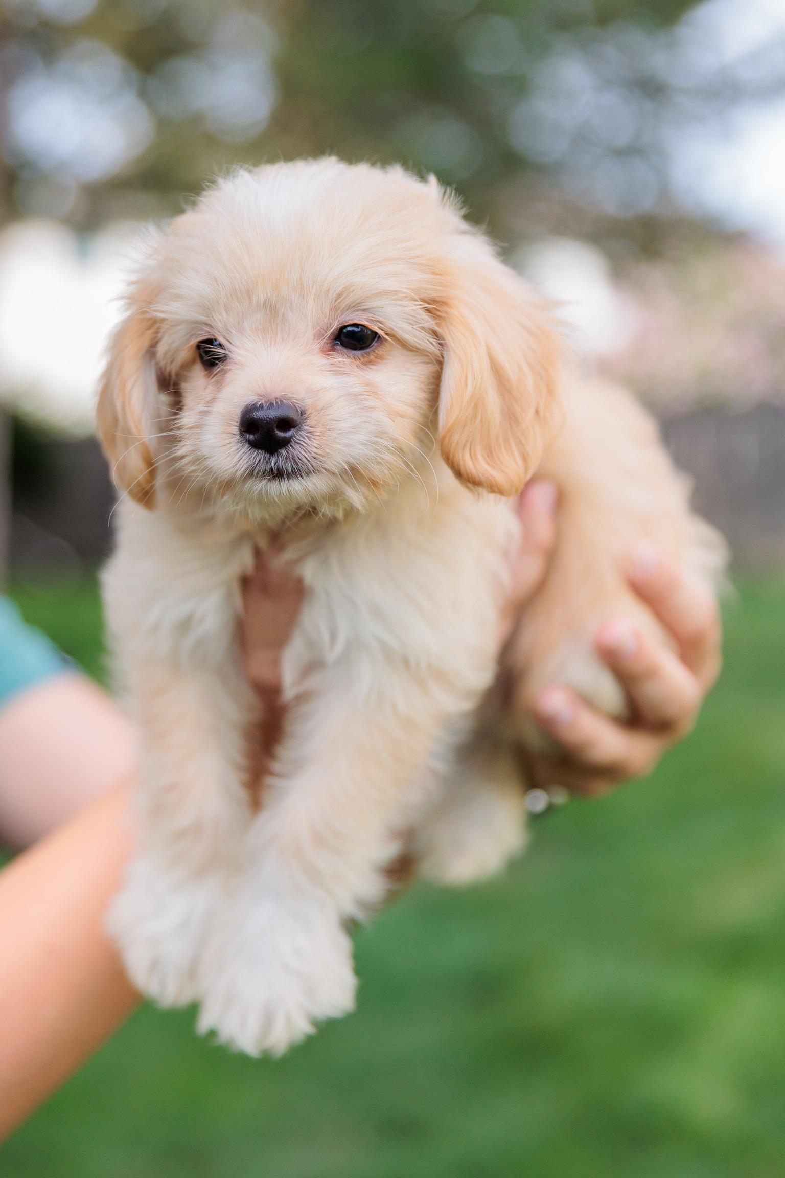 Halo, an adopted mixed breed in Gainesville, VA image 1/6