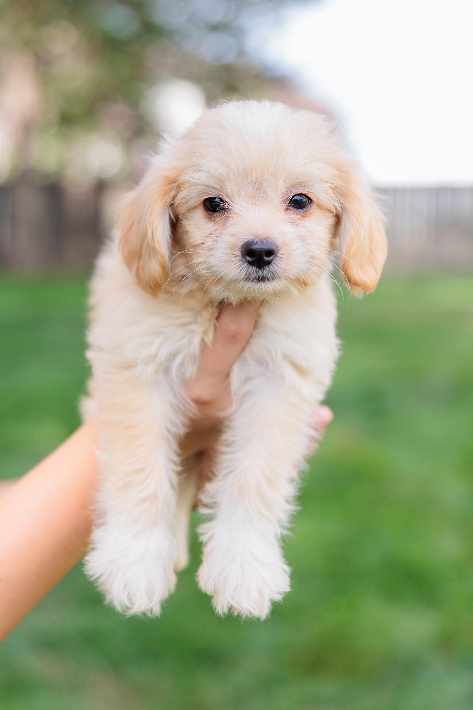 Halo, an adopted mixed breed in Gainesville, VA image 3/6