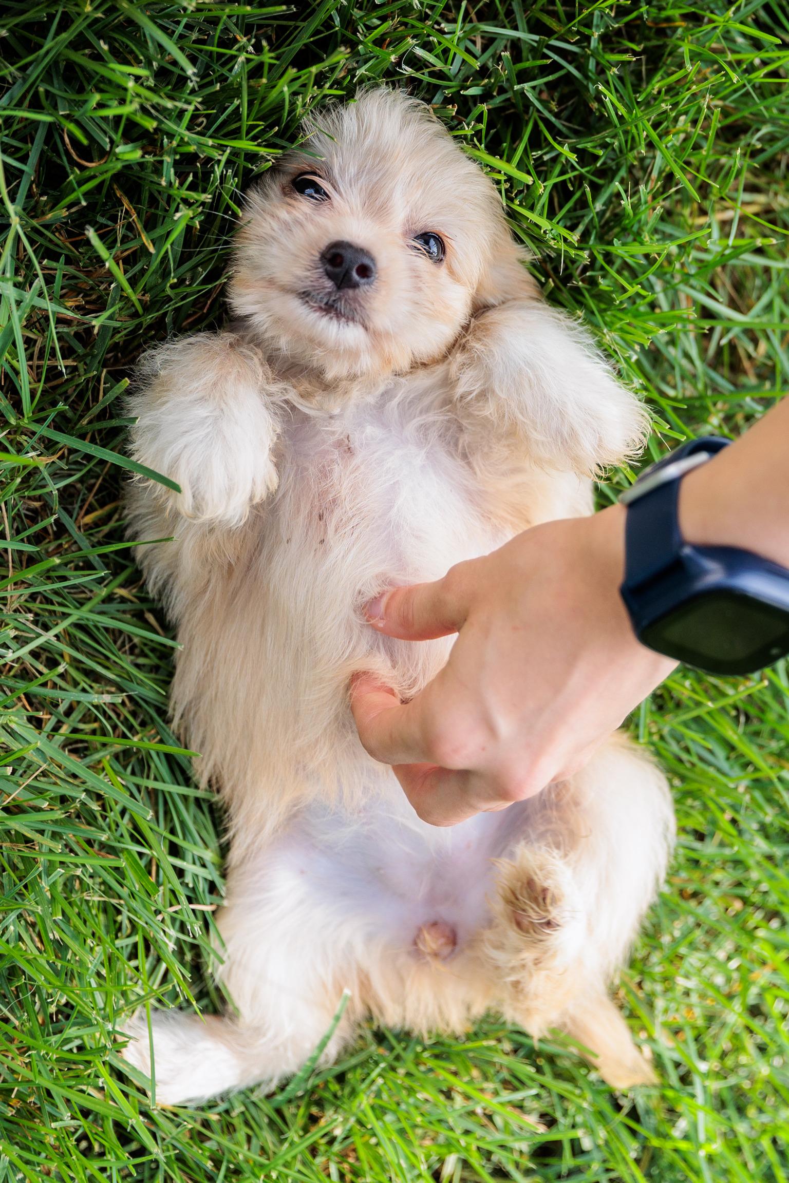 Halo, an adopted mixed breed in Gainesville, VA image 4/6