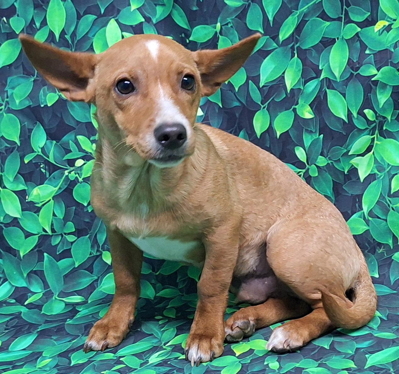 260764 Benny, Adoptable, Adult Male Chihuahua & Australian Cattle Dog / Blue Heeler.