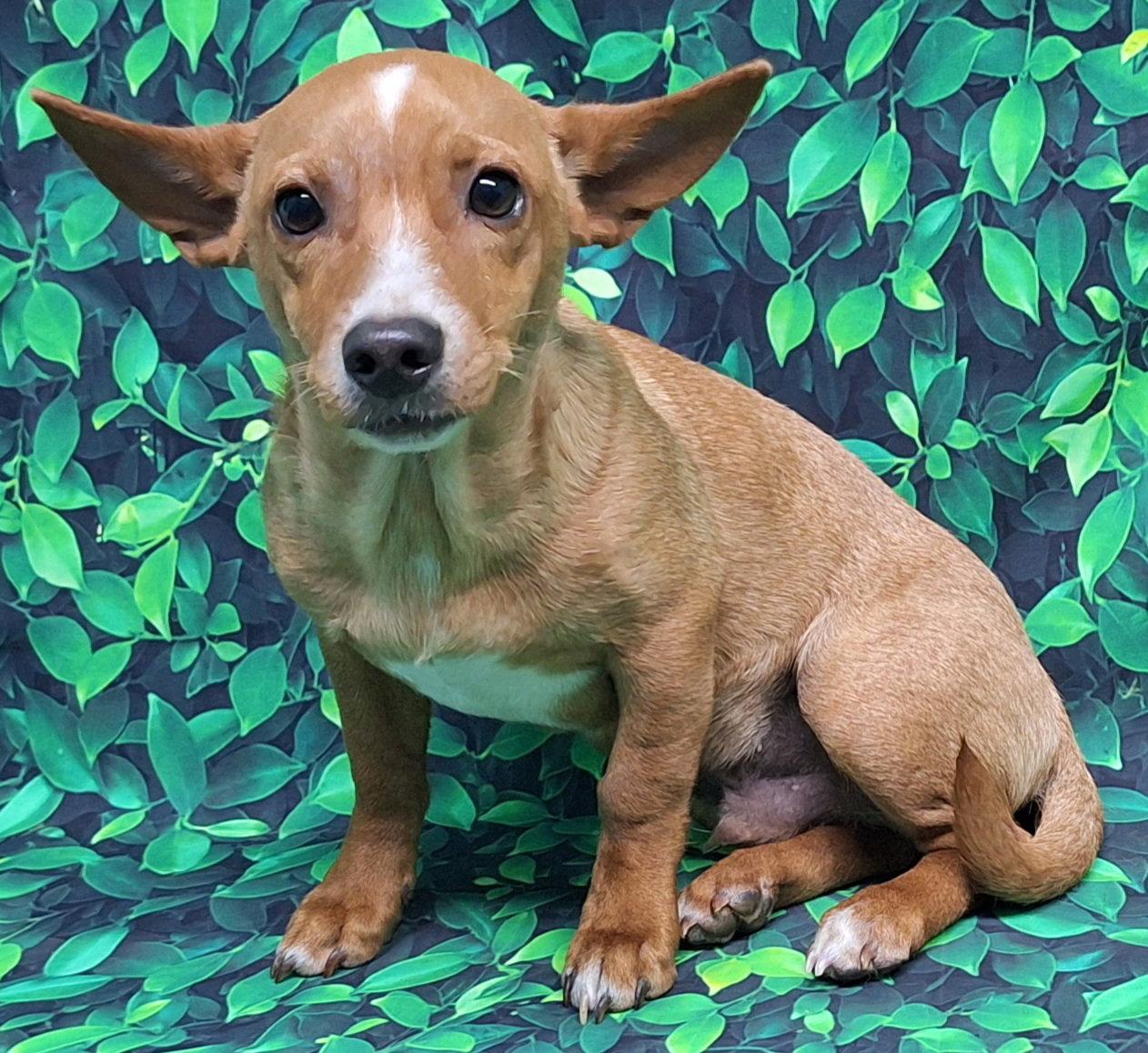 Enlarge 260764  Benny, a Adoptable mixed breed in Wetumpka, AL image 2/3