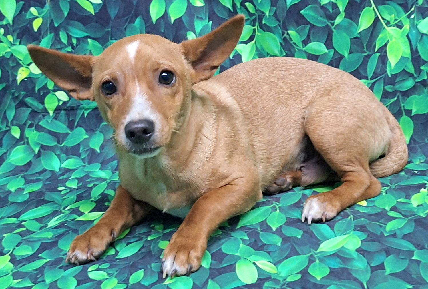Enlarge 260764  Benny, a Adoptable mixed breed in Wetumpka, AL image 3/3