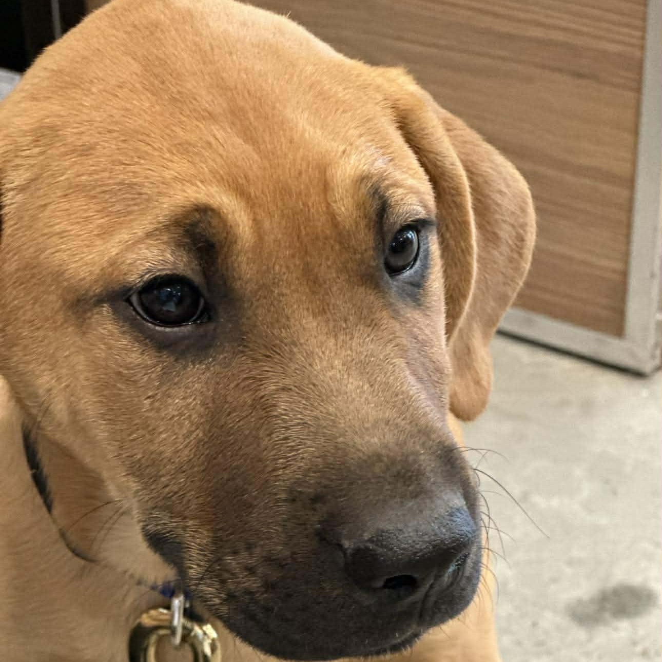 Enlarge Wrangler, a ADOPTABLE Mixed Breed in Lockhart, TX image 2/6