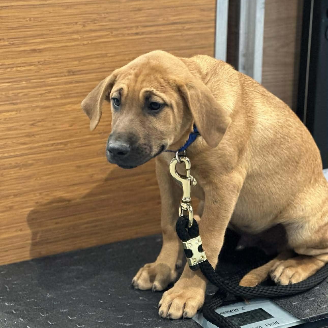 Wrangler, ADOPTABLE, Puppy Male Mixed Breed.