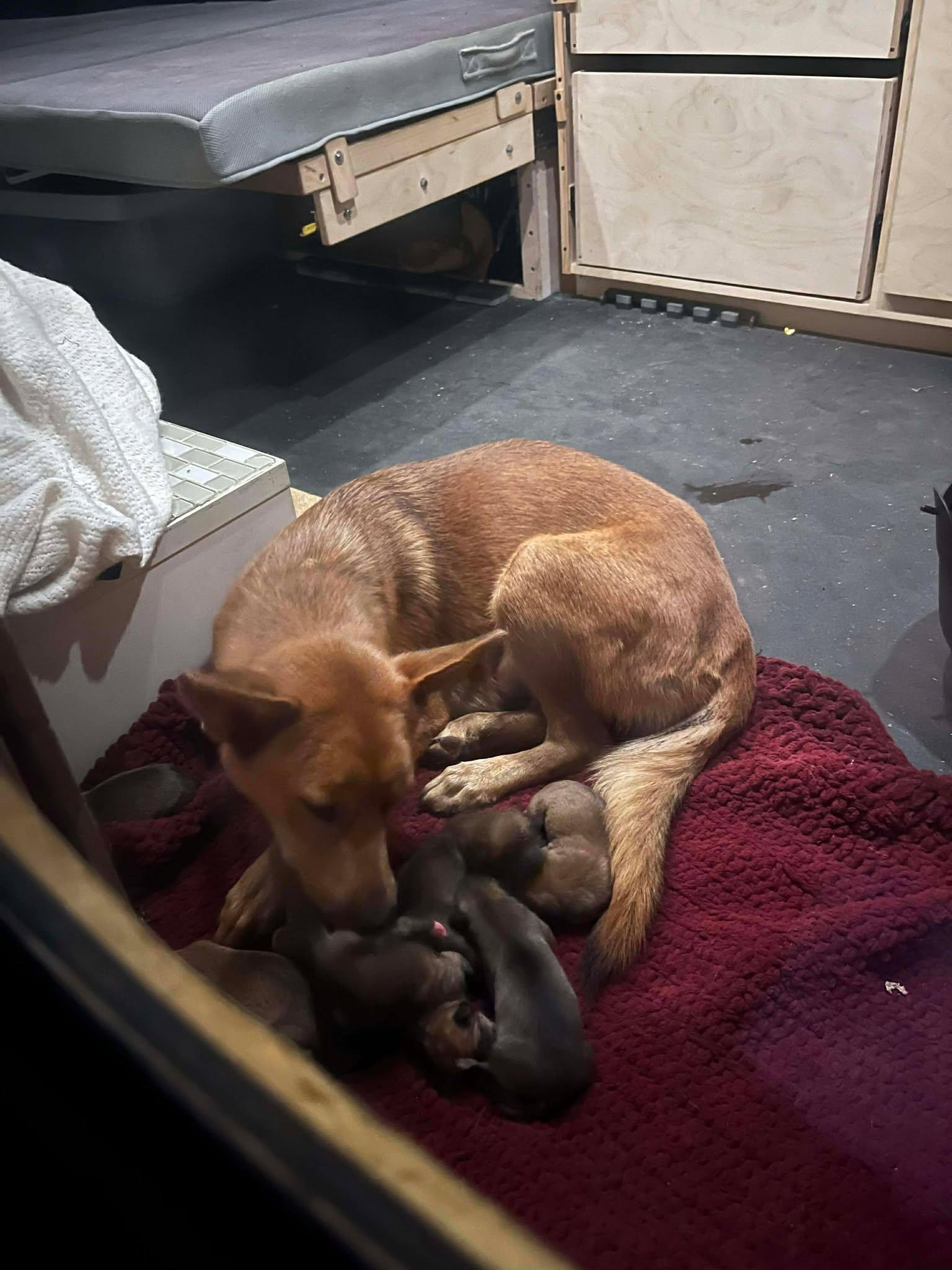 Enlarge Wrangler, a ADOPTABLE Mixed Breed in Lockhart, TX image 6/6