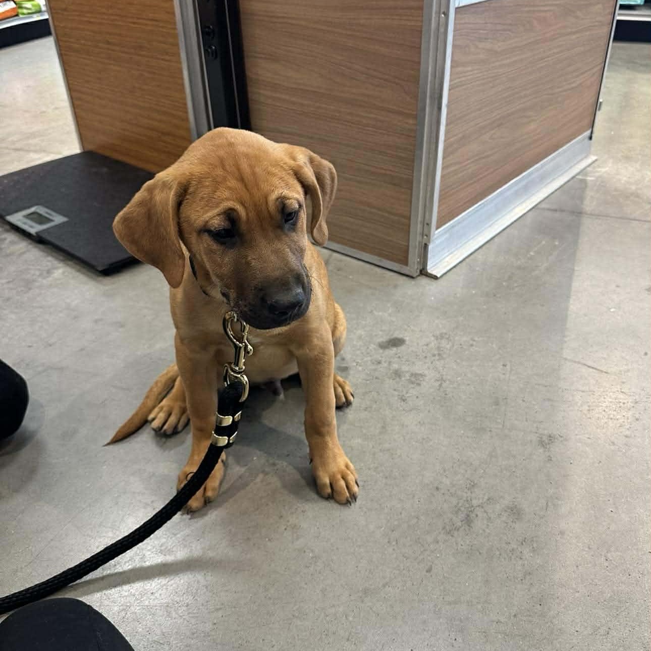 Enlarge Wrangler, a ADOPTABLE Mixed Breed in Lockhart, TX image 3/6