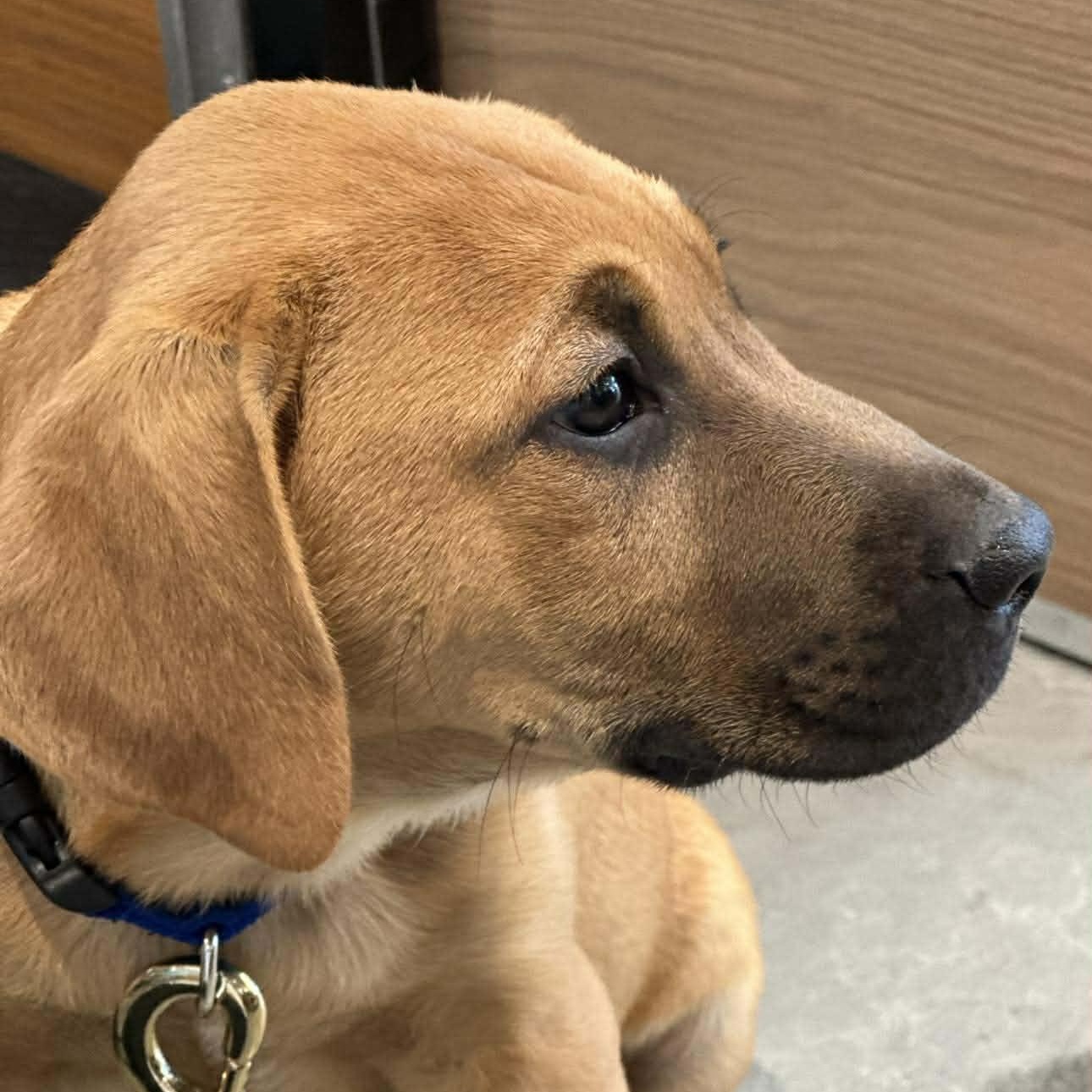 Enlarge Wrangler, a ADOPTABLE Mixed Breed in Lockhart, TX image 4/6