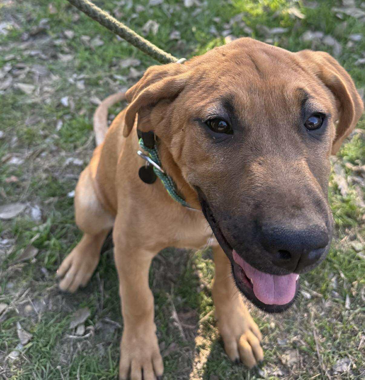Enlarge Wrangler, a ADOPTABLE Mixed Breed in Lockhart, TX image 2/6