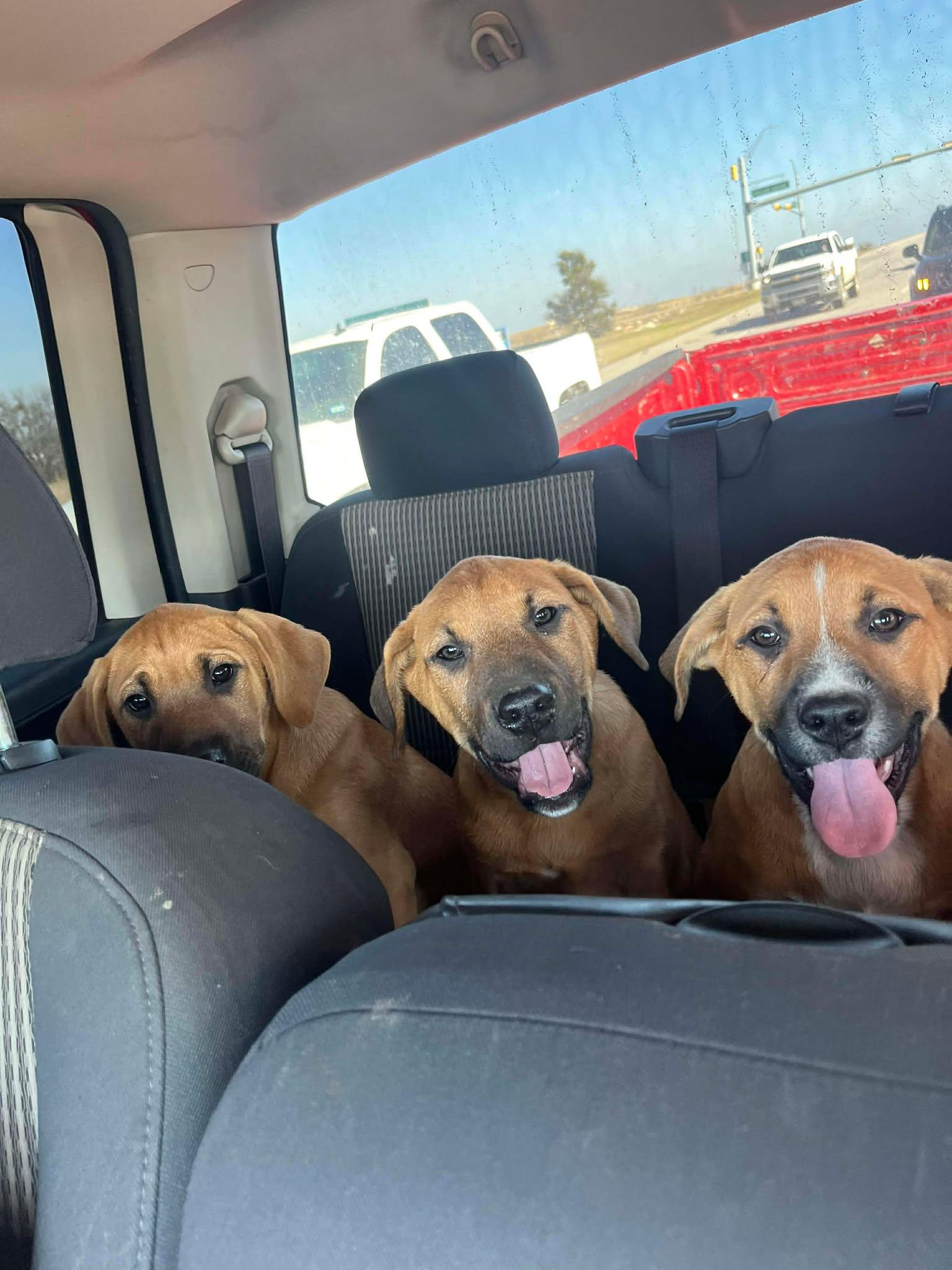 Enlarge Wrangler, a ADOPTABLE Mixed Breed in Lockhart, TX image 5/6