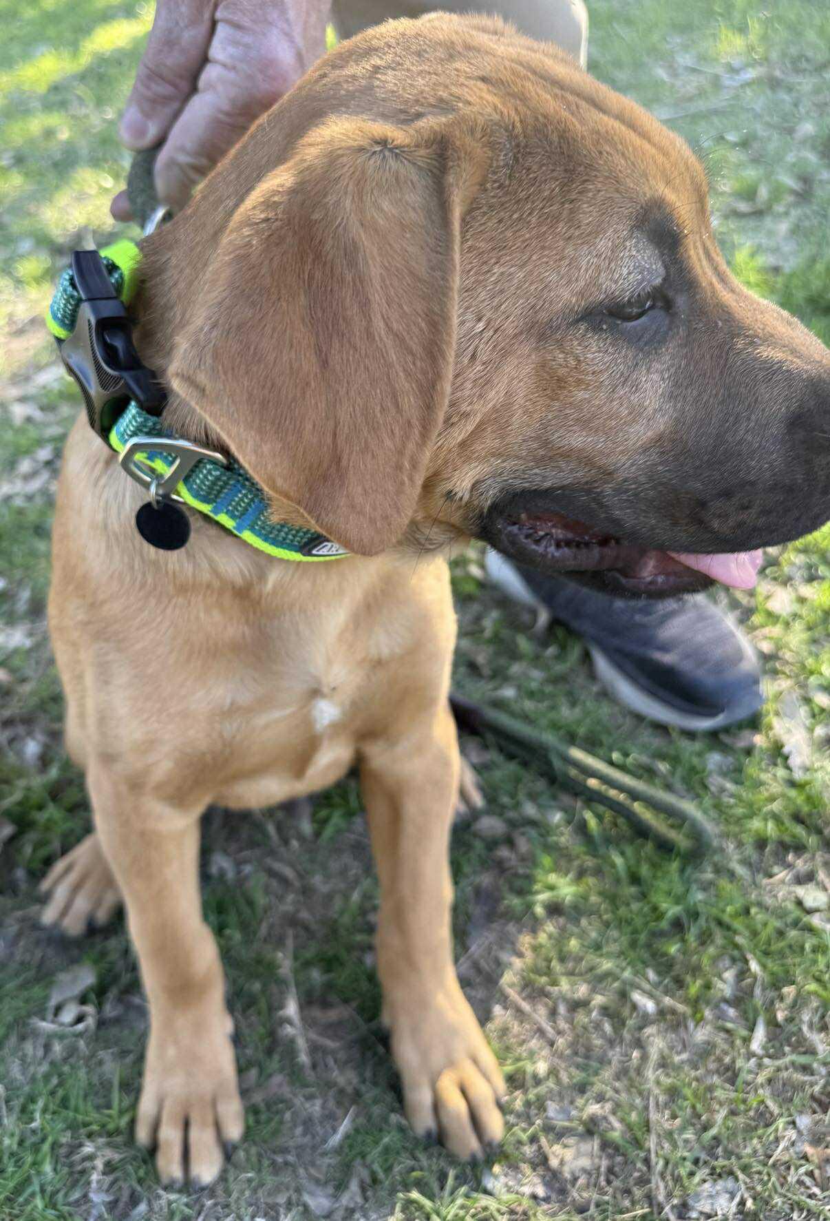 Enlarge Wrangler, a ADOPTABLE Mixed Breed in Lockhart, TX image 1/6