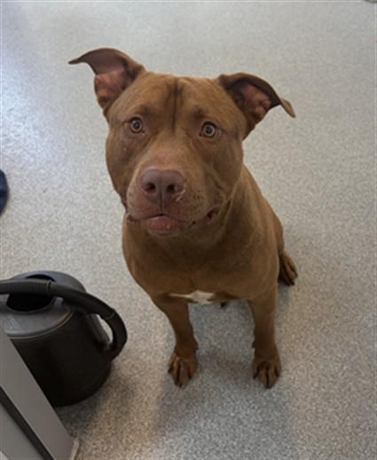 Enlarge MONRO, a Adoptable Pit Bull Terrier in Toledo, OH image 1/1