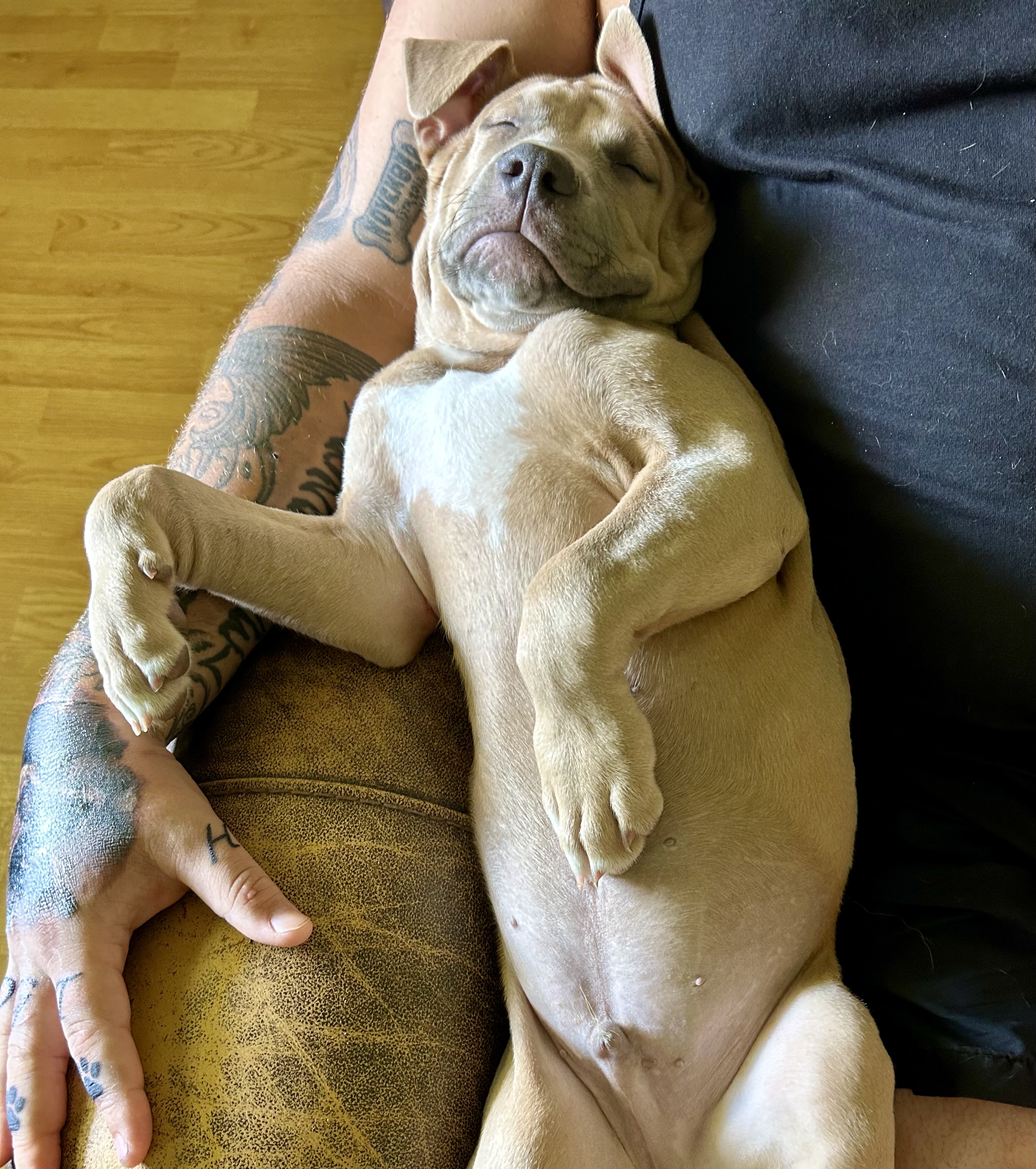 Dog for adoption Recker, an American Staffordshire Terrier in