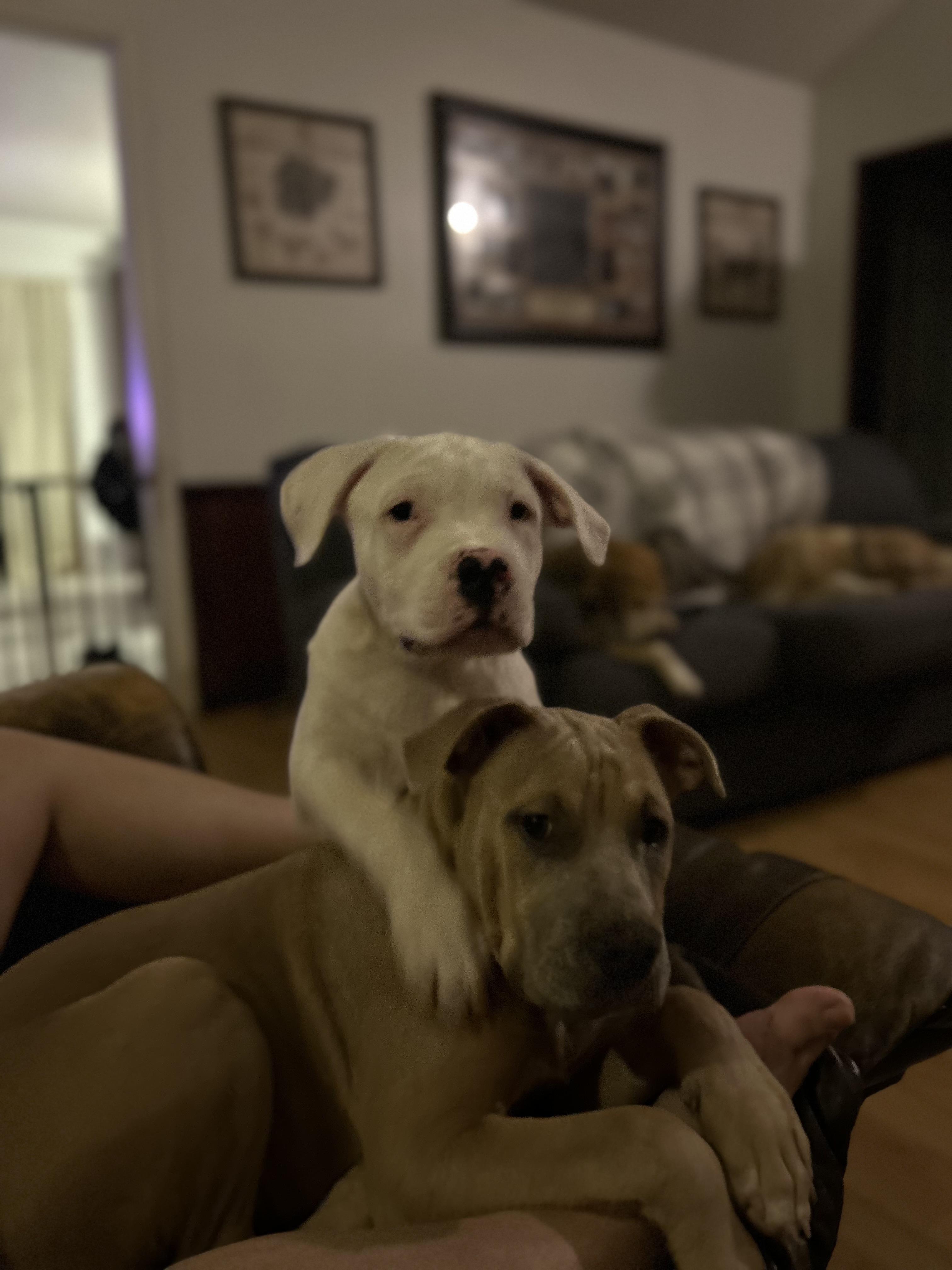 Dog for adoption Recker, an American Staffordshire Terrier in