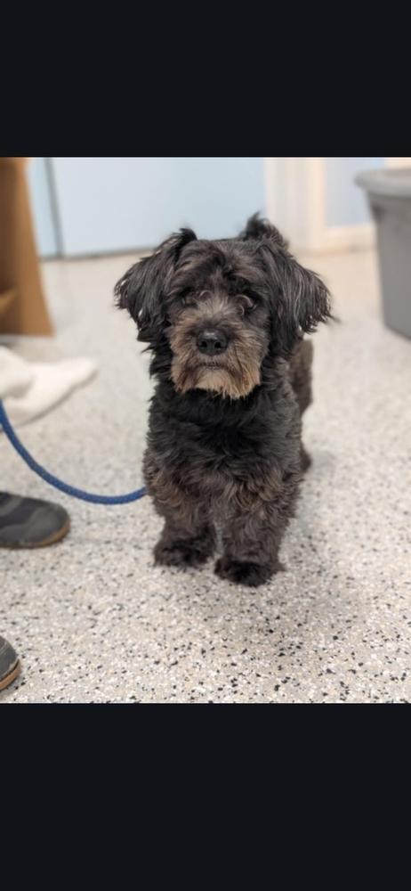 Winston, Adoptable, Young Male Shih Tzu & Schnauzer.