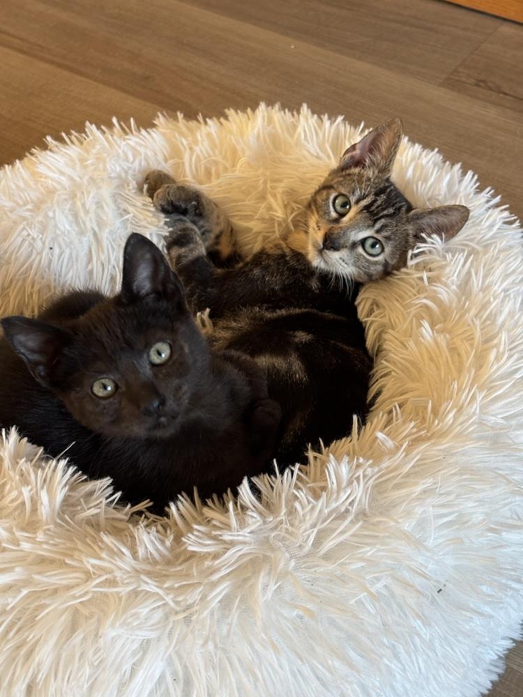 Enlarge Piglet, a Adoptable Domestic Short Hair in Fremont, CA image 1/5