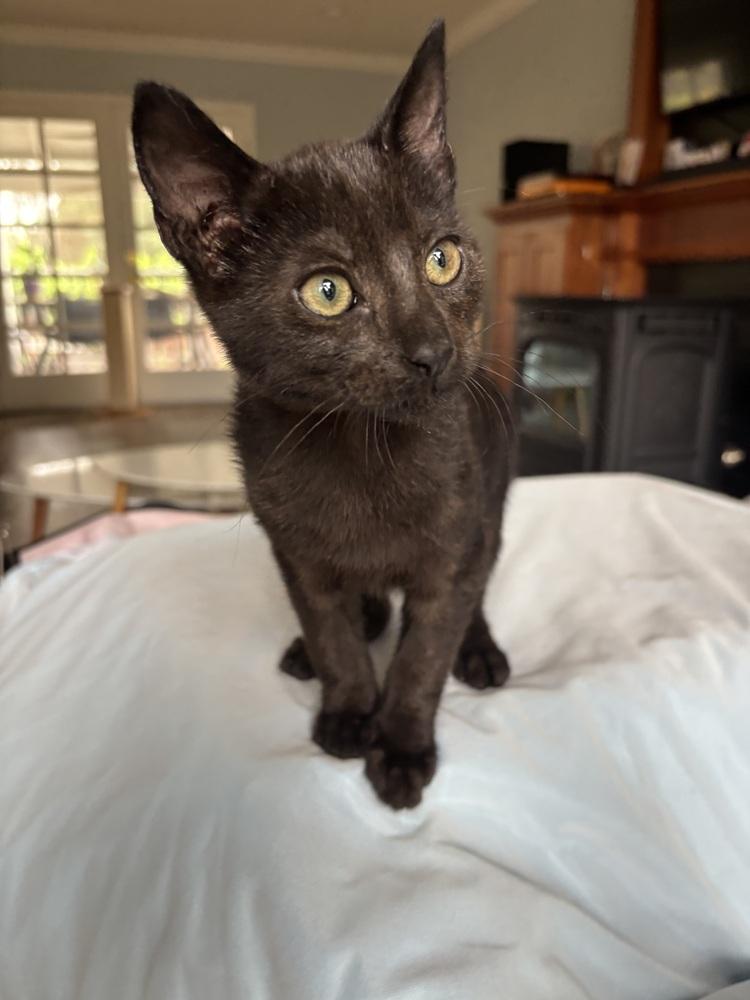 Enlarge Piglet, a Adoptable Domestic Short Hair in Fremont, CA image 3/5