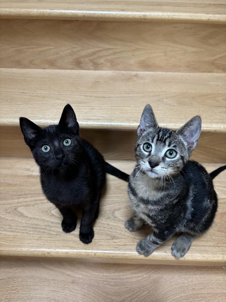 Enlarge Piglet, a Adoptable Domestic Short Hair in Fremont, CA image 4/5