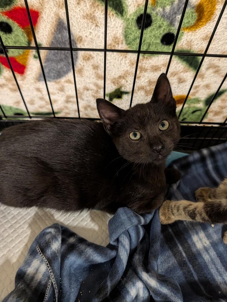 Enlarge Piglet, a Adoptable Domestic Short Hair in Fremont, CA image 5/5