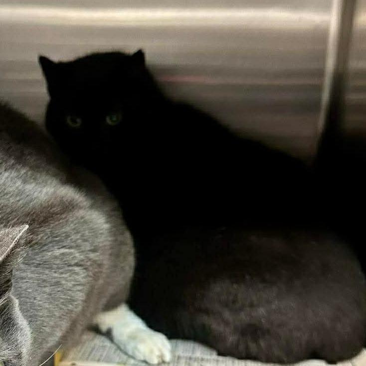 Enlarge Kit-Kat, a Adoptable Domestic Short Hair in Shinnston, WV image 2/2