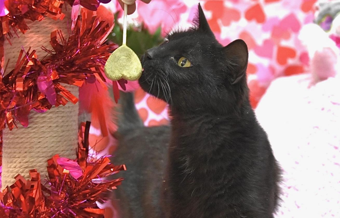 Olive, adopted, Young Female Domestic Short Hair.