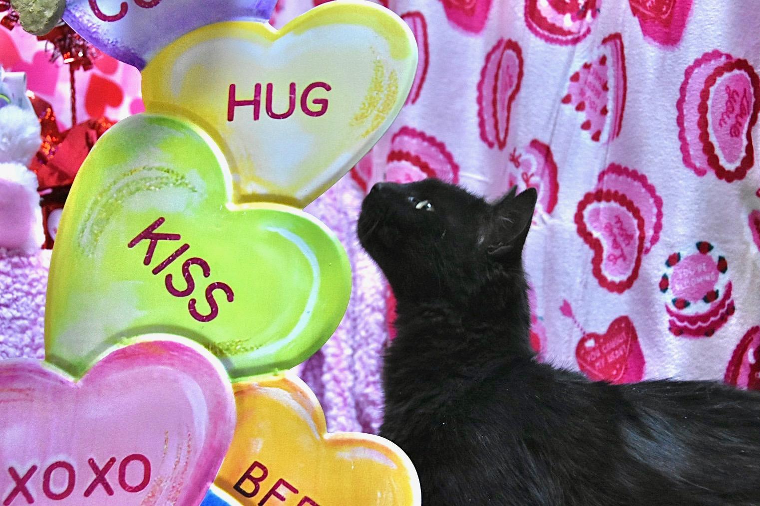 Enlarge Olive, an adopted Domestic Short Hair in Millbury, MA image 2/4