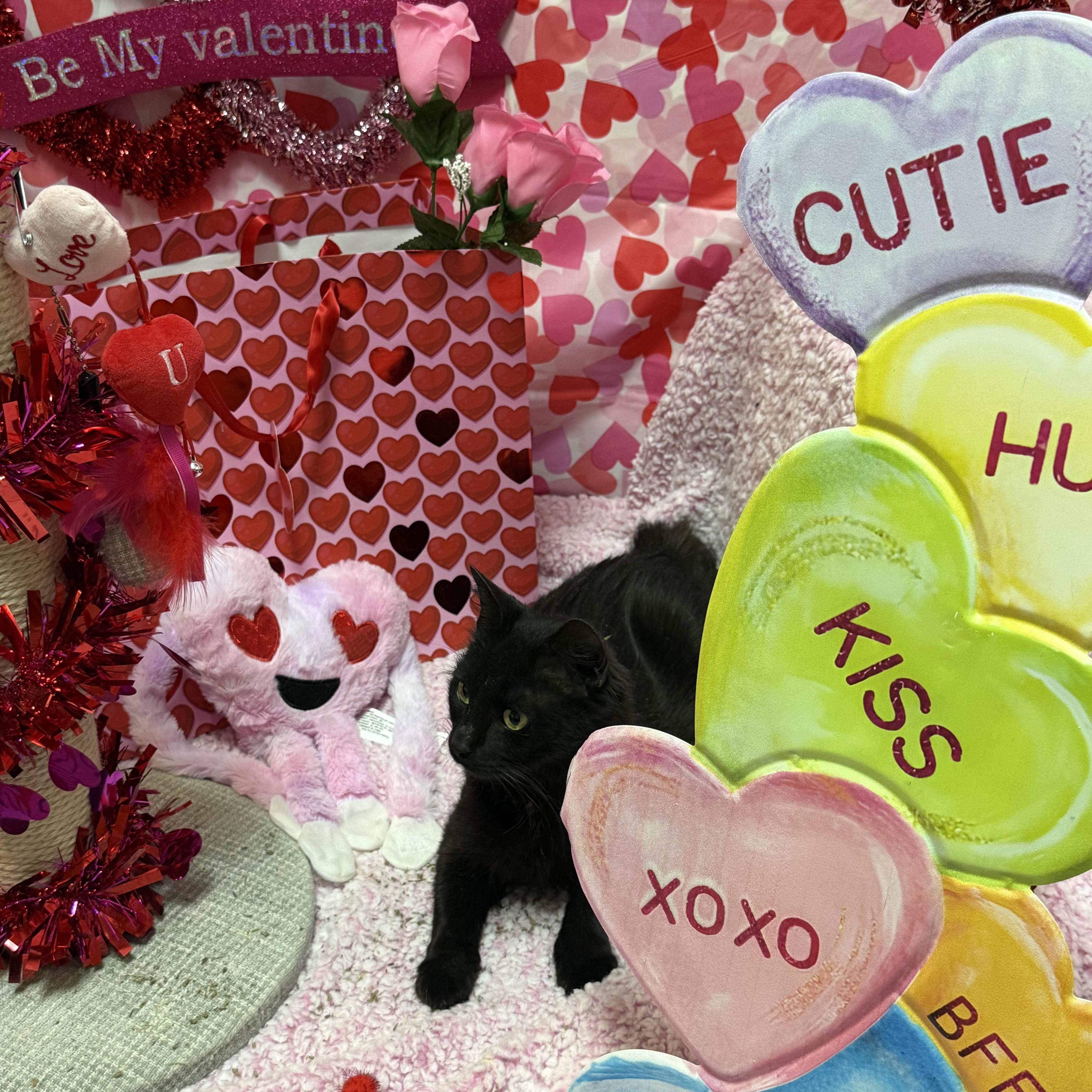 Enlarge Olive, an adopted Domestic Short Hair in Millbury, MA image 3/4