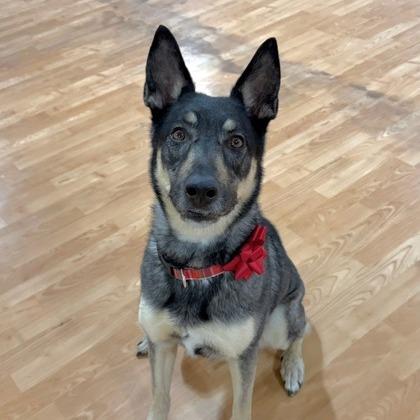 Xena, Adoptable, Adult Female Mixed Breed.