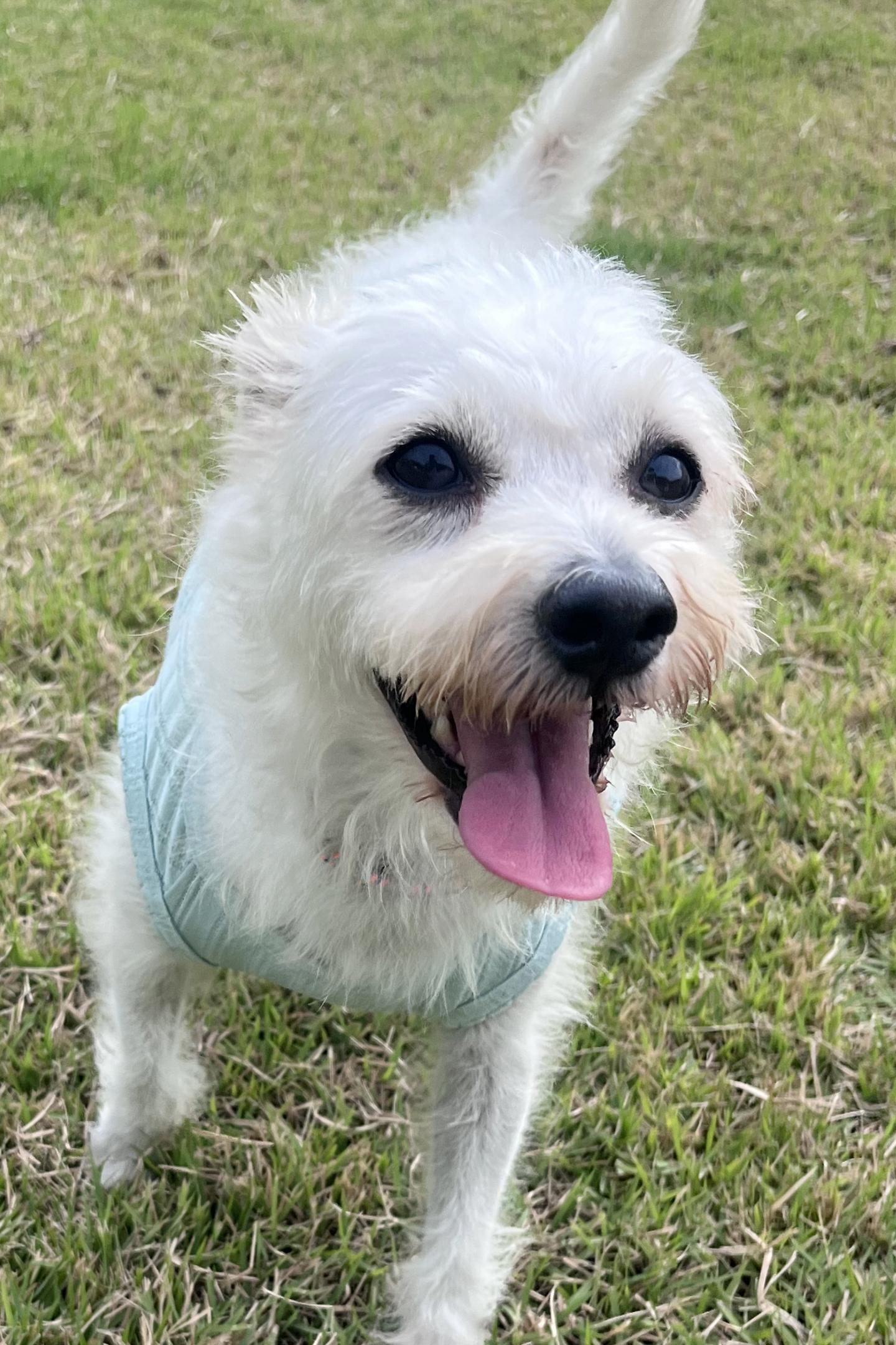 **EVER, Adoptable, Adult Male West Highland White Terrier / Westie.