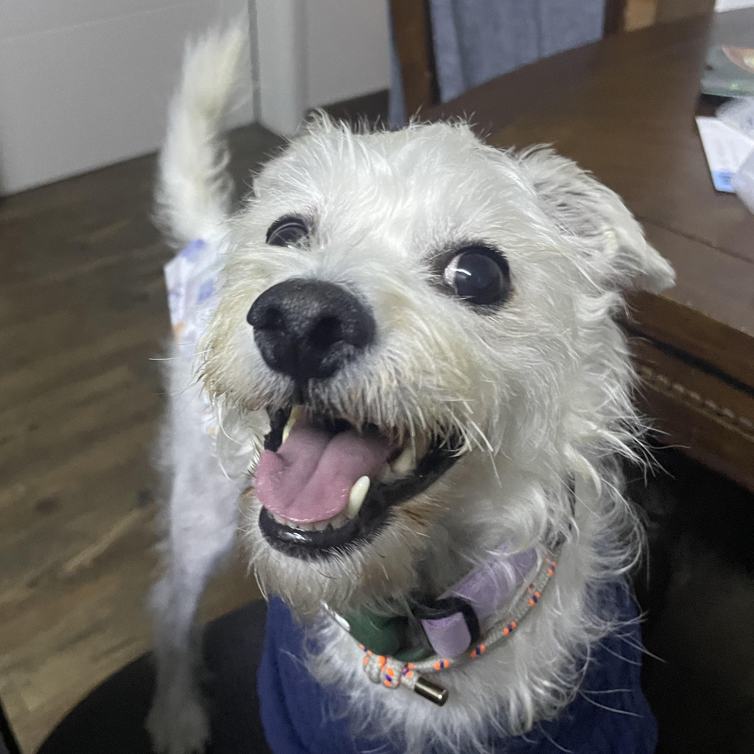 Enlarge **EVER, a Adoptable mixed breed in Springfield, VA image 1/6