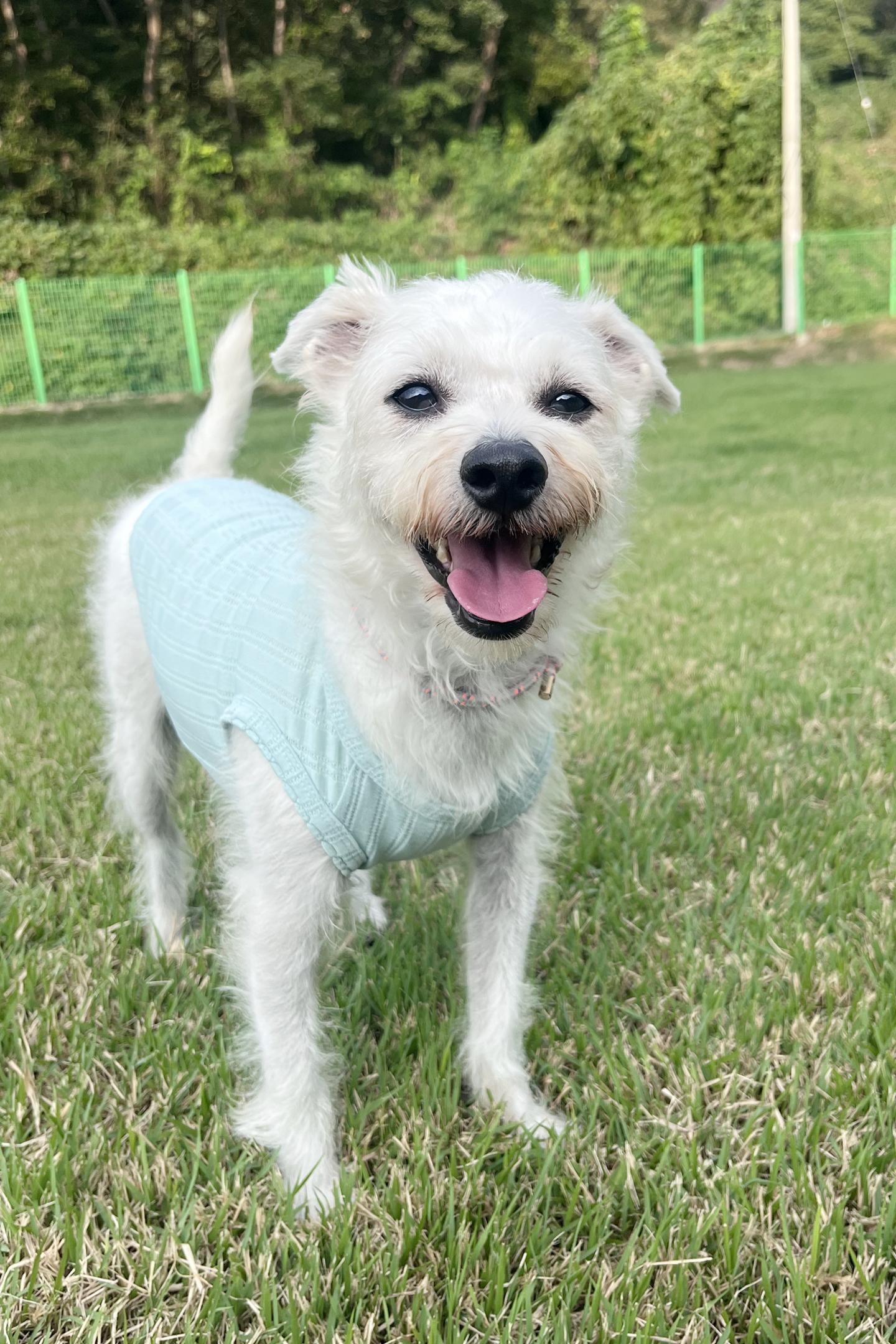 Enlarge **EVER, a Adoptable mixed breed in Springfield, VA image 3/6