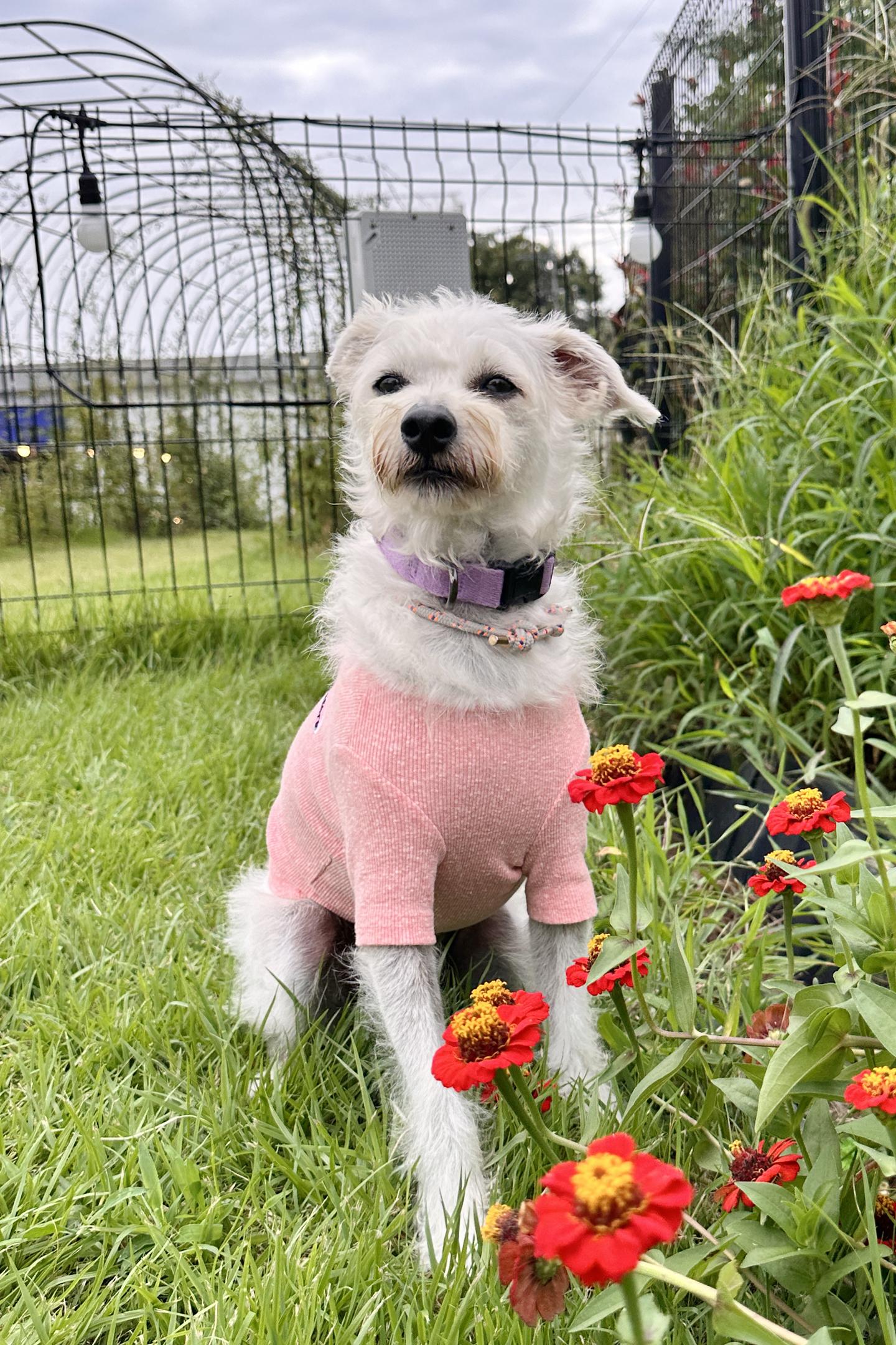 Enlarge **EVER, a Adoptable mixed breed in Springfield, VA image 2/6