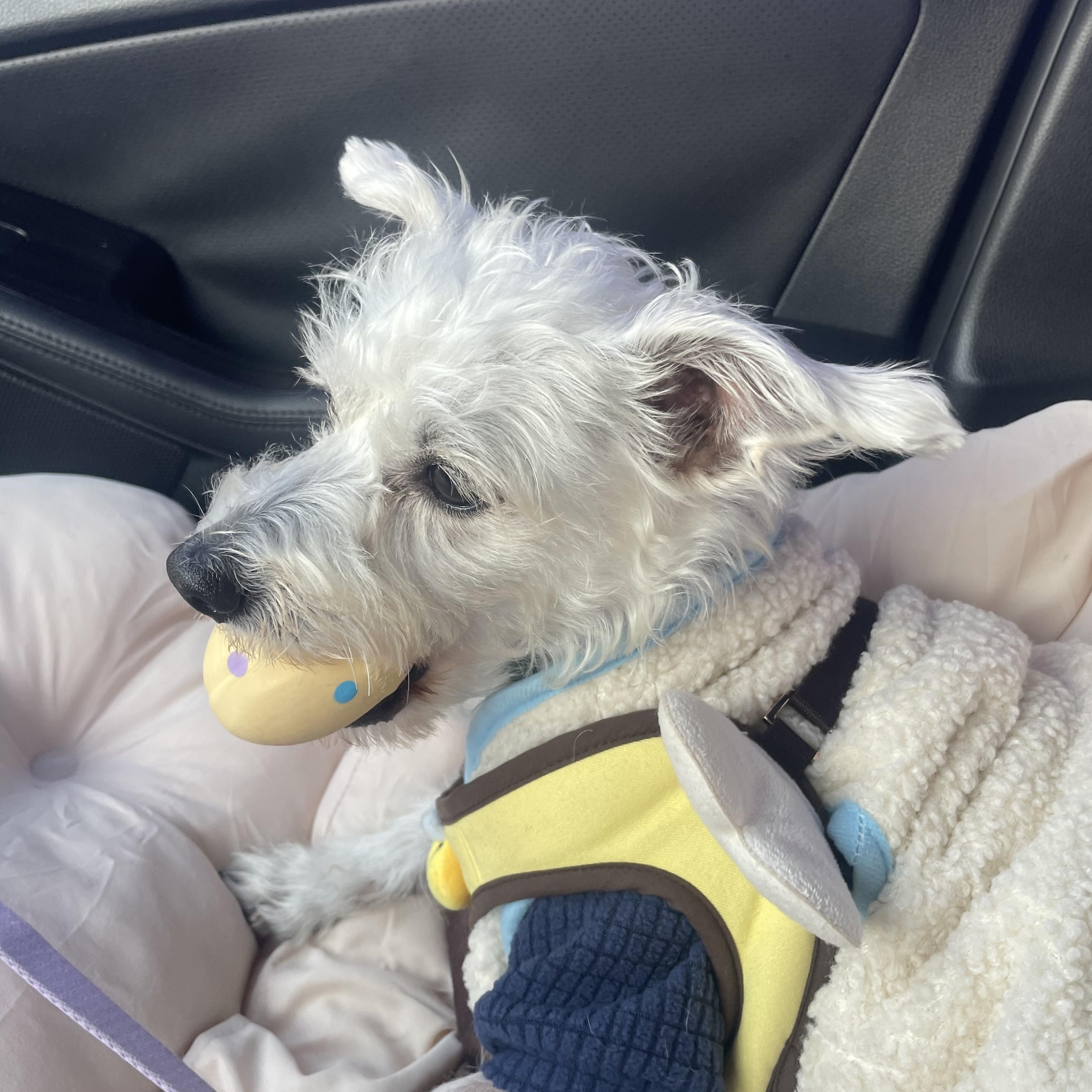 Enlarge **EVER, a Adoptable mixed breed in Springfield, VA image 5/6