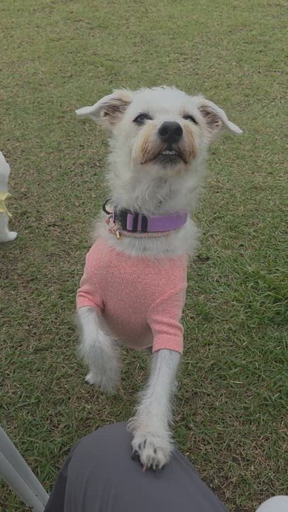 Enlarge **EVER, a Adoptable mixed breed in Springfield, VA video 6/6