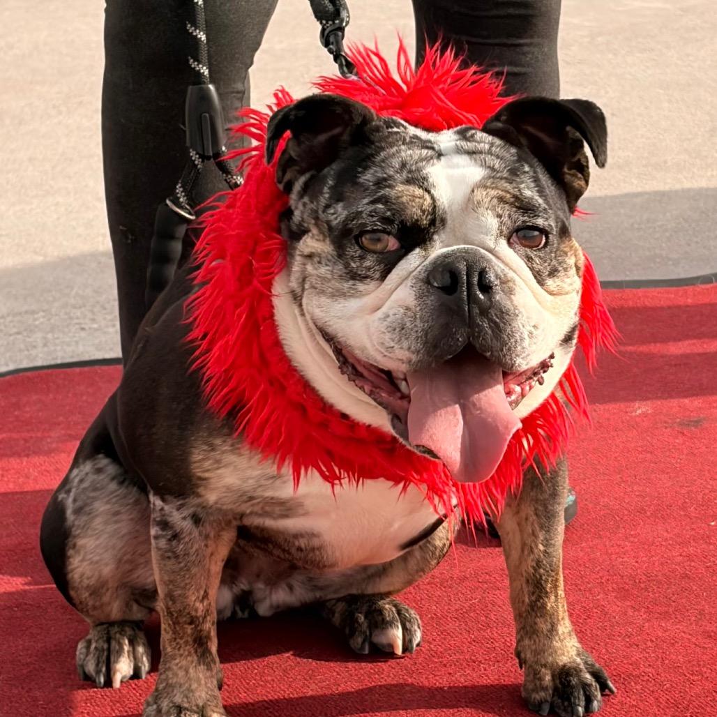 Marla, Adoptable, Adult Female English Bulldog.