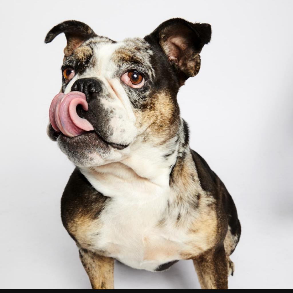 Enlarge Marla, a Adoptable English Bulldog in Long Beach, CA image 2/6