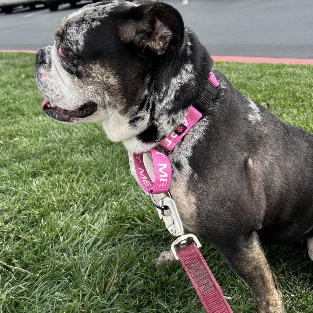Enlarge Marla, a Adoptable English Bulldog in Long Beach, CA image 4/6
