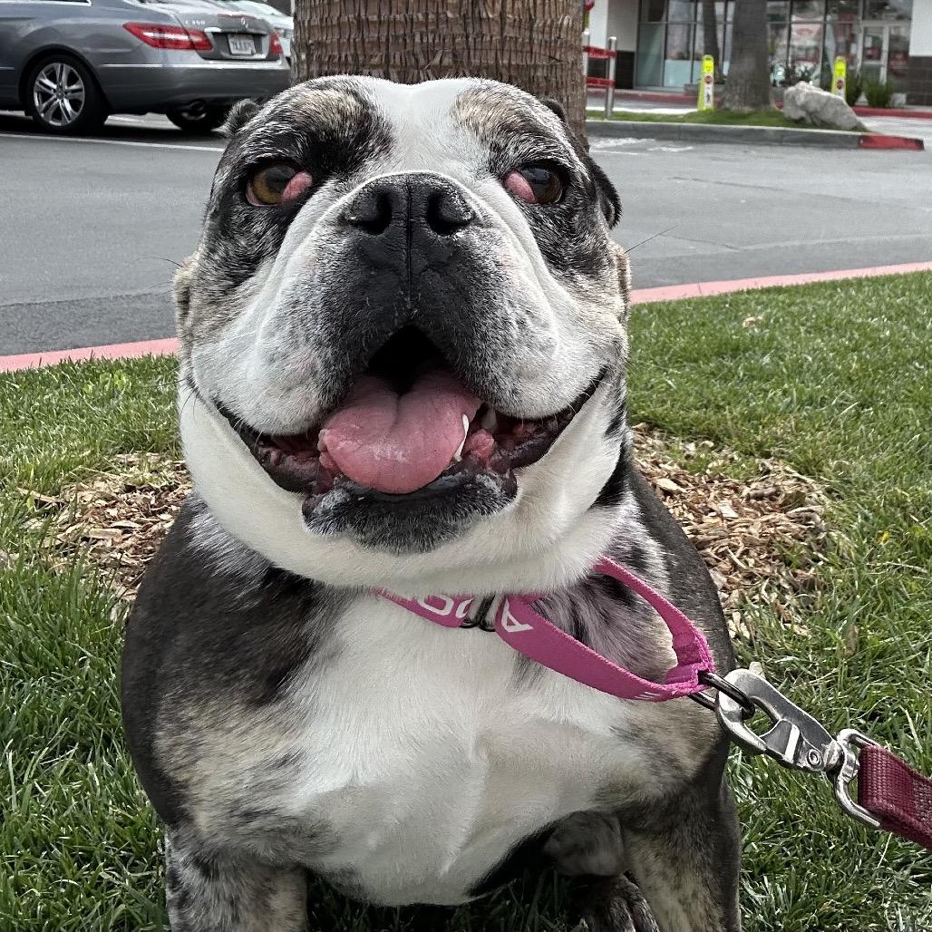 Enlarge Marla, a Adoptable English Bulldog in Long Beach, CA image 5/6