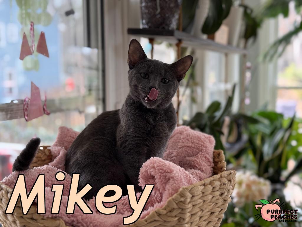 Mikey, Adoptable, Kitten Male Russian Blue & Domestic Short Hair.