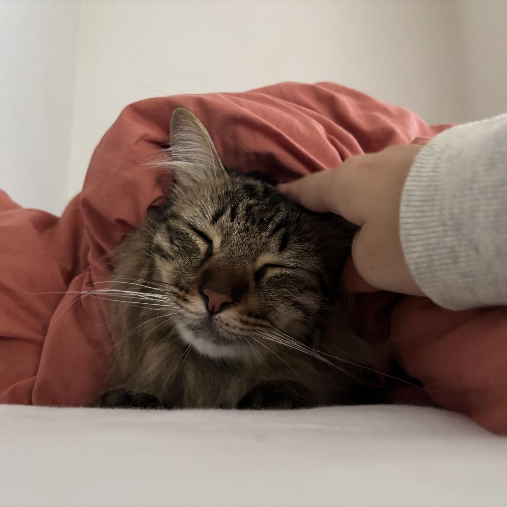 Ziggy, Adoptable, Adult Male Domestic Medium Hair.