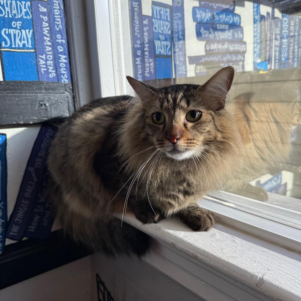 Enlarge Ziggy, a Adoptable Domestic Medium Hair in Los Angeles, CA image 1/4