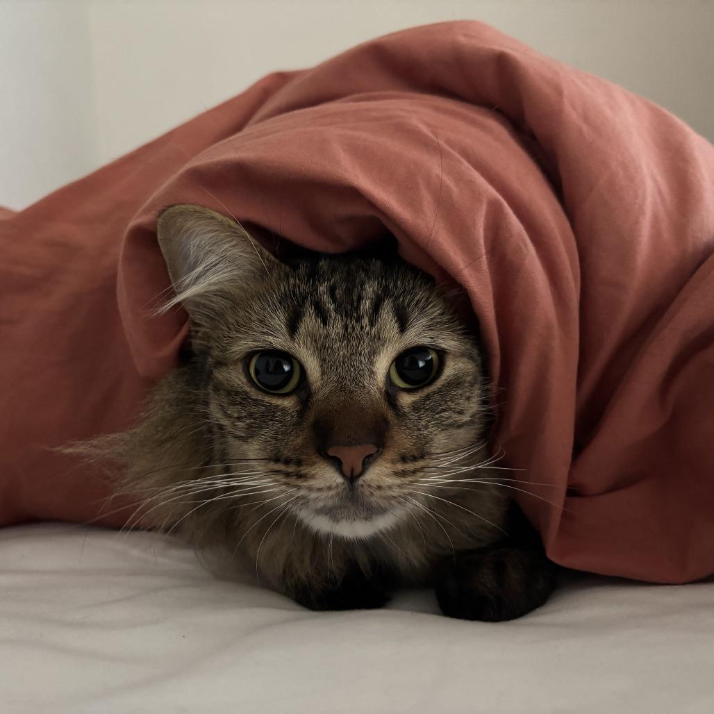 Enlarge Ziggy, a Adoptable Domestic Medium Hair in Los Angeles, CA image 3/6