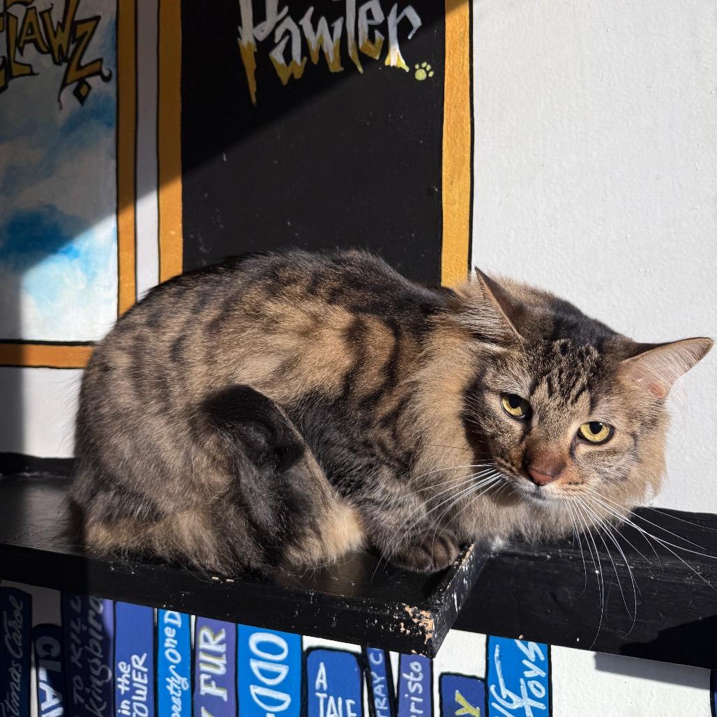 Enlarge Ziggy, a Adoptable Domestic Medium Hair in Los Angeles, CA image 2/4