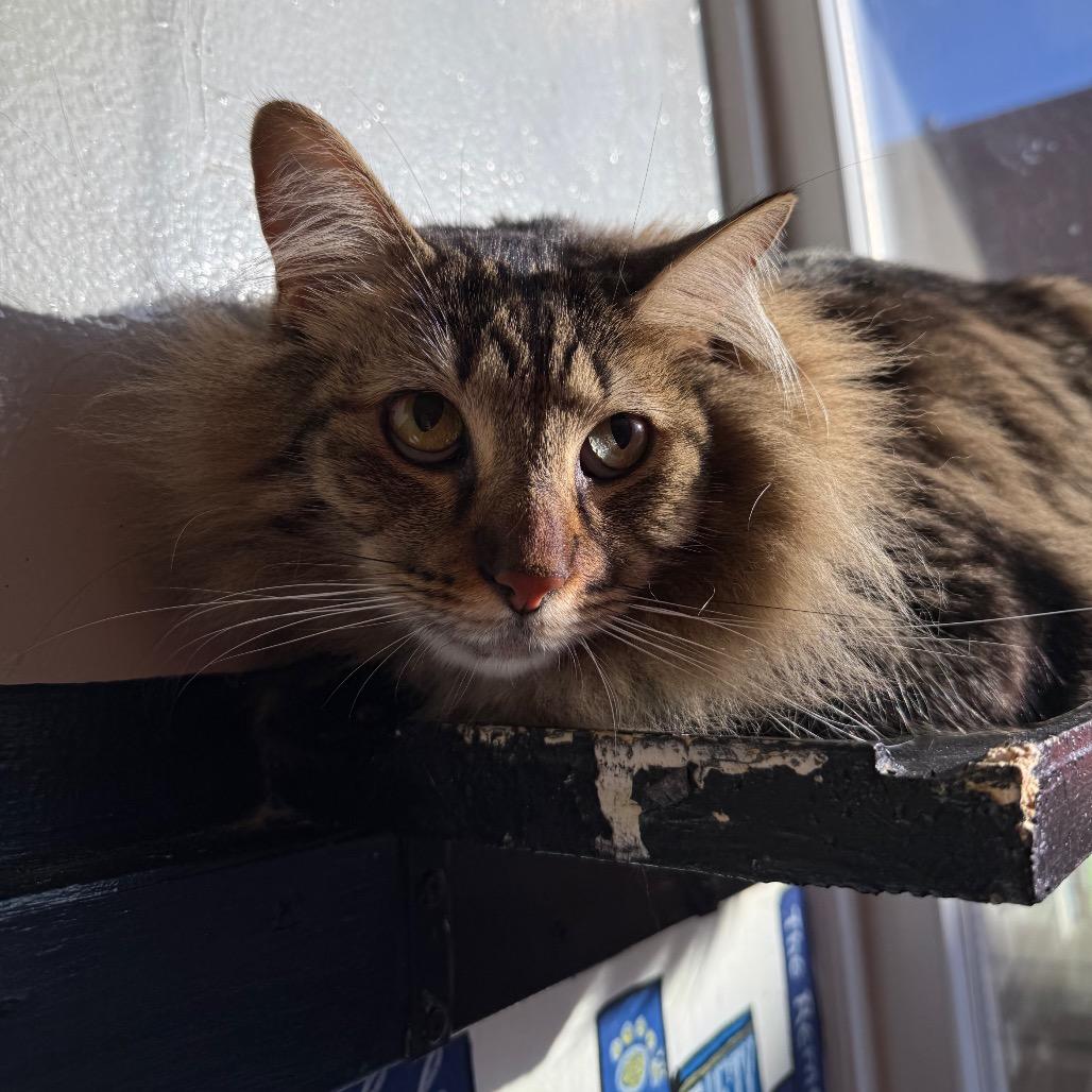 Enlarge Ziggy, a Adoptable Domestic Medium Hair in Los Angeles, CA image 3/4