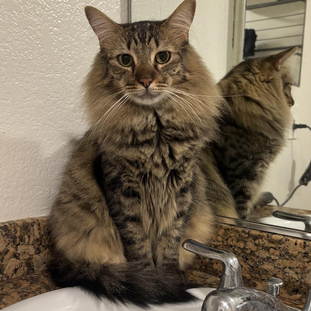 Enlarge Ziggy, a Adoptable Domestic Medium Hair in Los Angeles, CA image 4/6